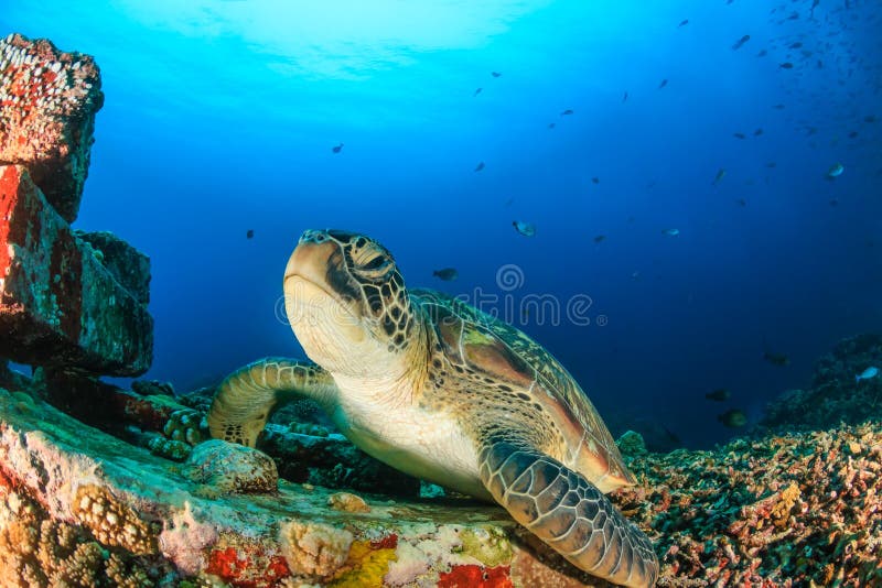 Groene Schildpad in duidelijk blauw water royalty-vrije stock afbeeldingen Groene Schildpad in duidelijk blauw water royalty-vrije stock afbeeldingen
