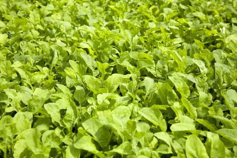 Green Lettuce salad background. Green Lettuce salad background.