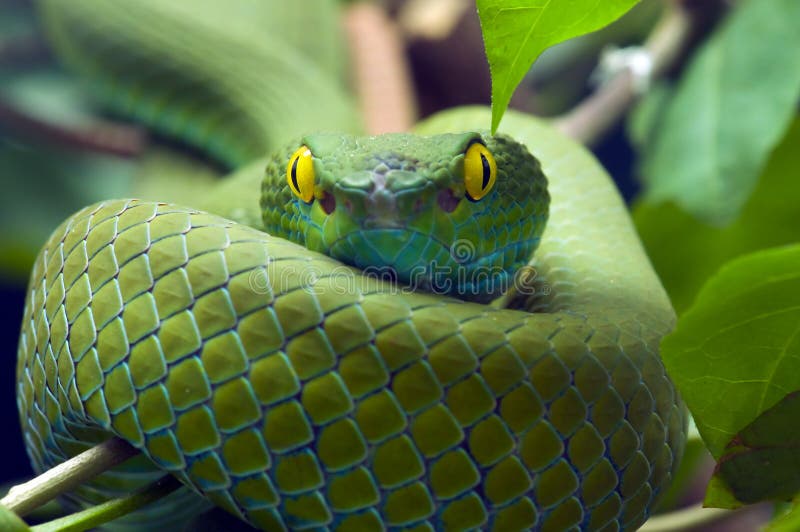 Groene slang