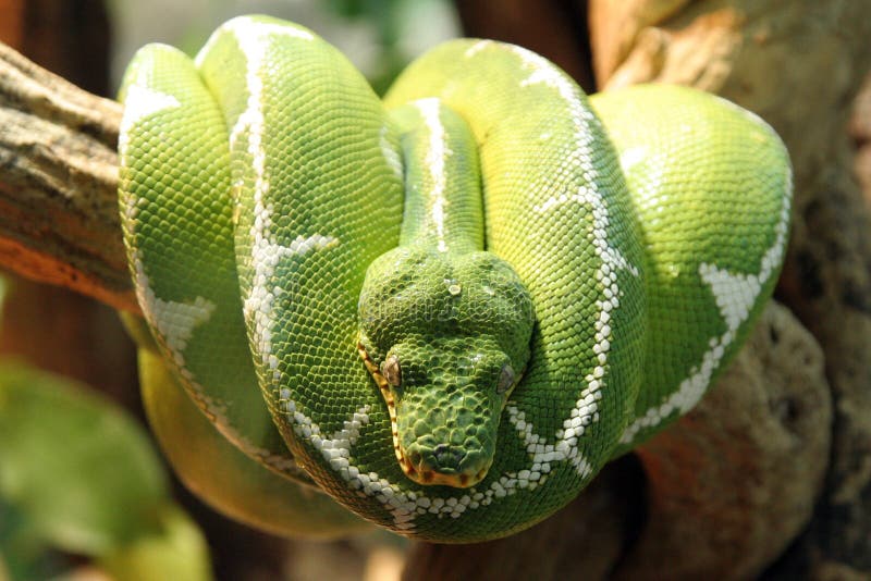 Groene Slang royalty-vrije stock afbeelding Groene Slang royalty-vrije stock afbeelding