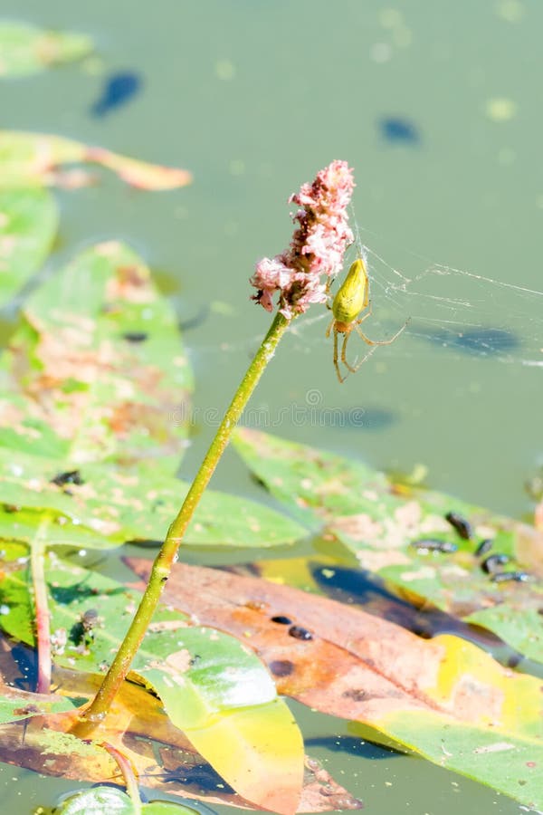 Groene spinzitting op een bloem in een vijver Potamogeton stock foto Groene spinzitting op een bloem in een vijver Potamogeton stock foto