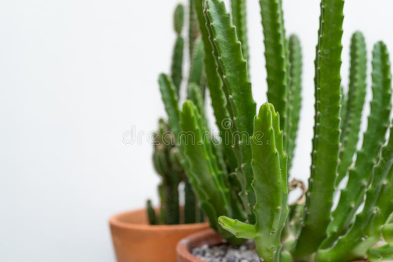 Close up fresh green succulents and cactus with white background. Close up fresh green succulents and cactus with white background