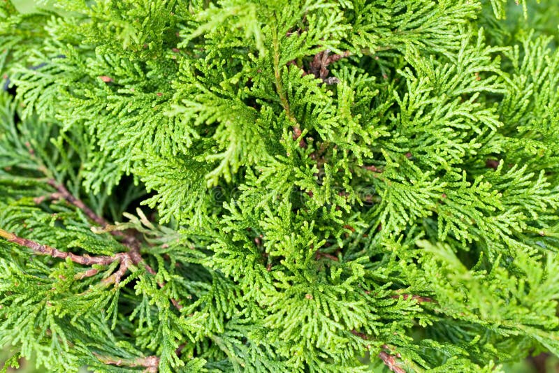 Groene takken van Ceder in daylaight royalty-vrije stock afbeeldingen Groene takken van Ceder in daylaight royalty-vrije stock afbeeldingen