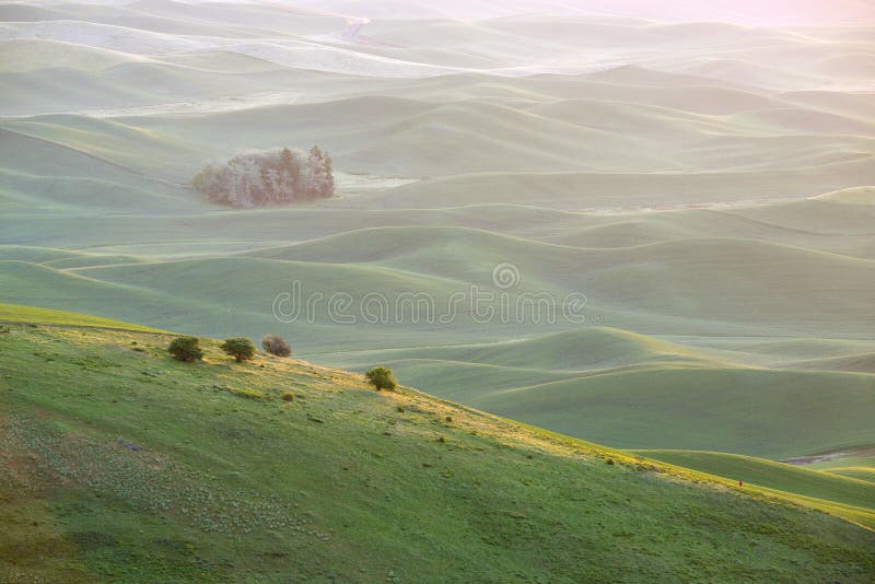 Groene tarweheuvel van palouse royalty-vrije stock fotografie Groene tarweheuvel van palouse royalty-vrije stock fotografie