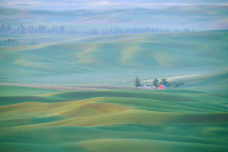 Groene tarweheuvel van palouse stock afbeelding Groene tarweheuvel van palouse stock afbeelding