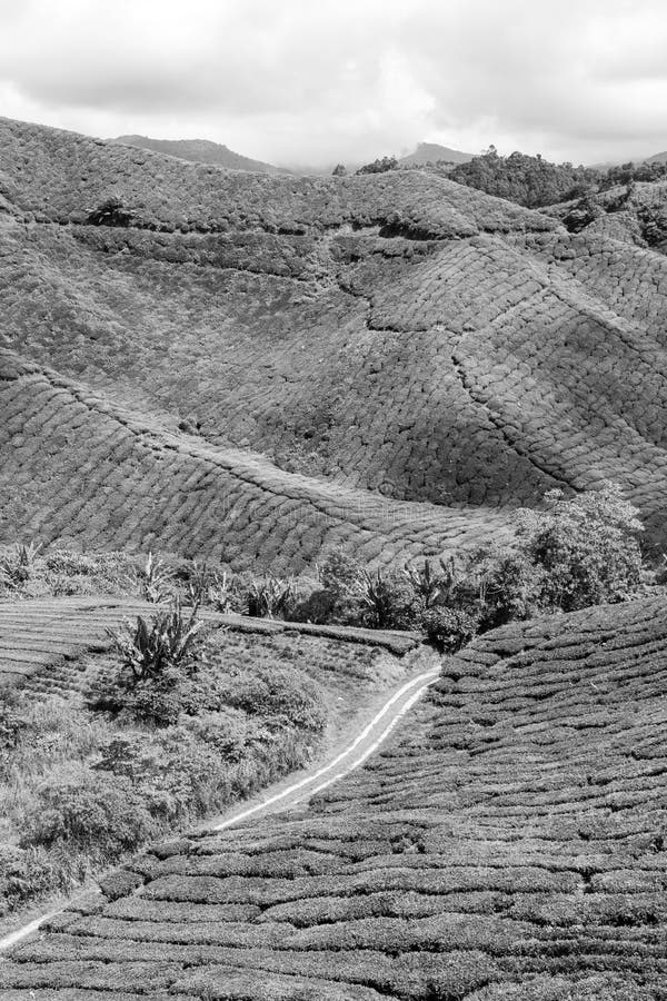 Groene Theeaanplantingen bij de Hooglanden van Kameroen in Maleisië stock fotografie Groene Theeaanplantingen bij de Hooglanden van Kameroen in Maleisië stock fotografie