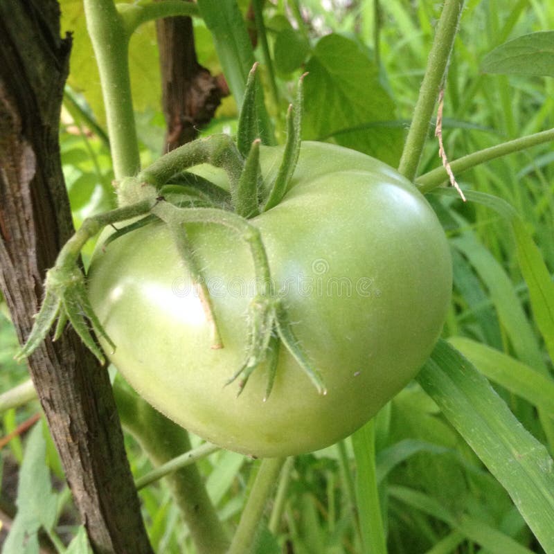 Groene tomaten op een tak royalty-vrije stock foto Groene tomaten op een tak royalty-vrije stock foto