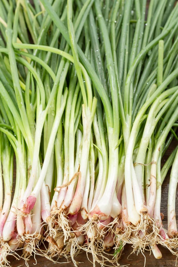 Groene ui op houten achtergrond royalty-vrije stock afbeelding Groene ui op houten achtergrond royalty-vrije stock afbeelding
