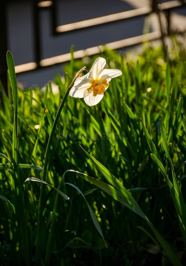 Groene Verf royalty-vrije stock foto's