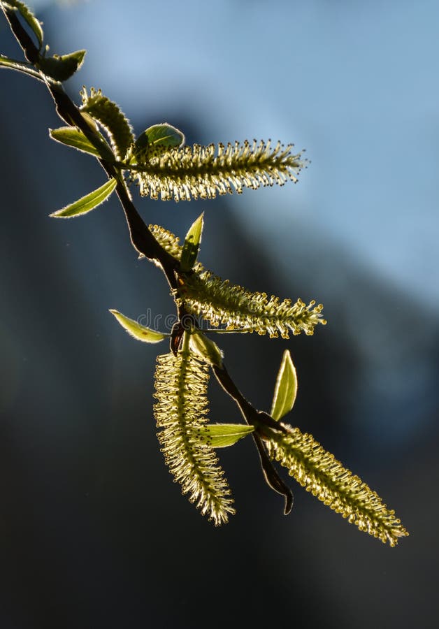 Groene Verf royalty-vrije stock afbeeldingen