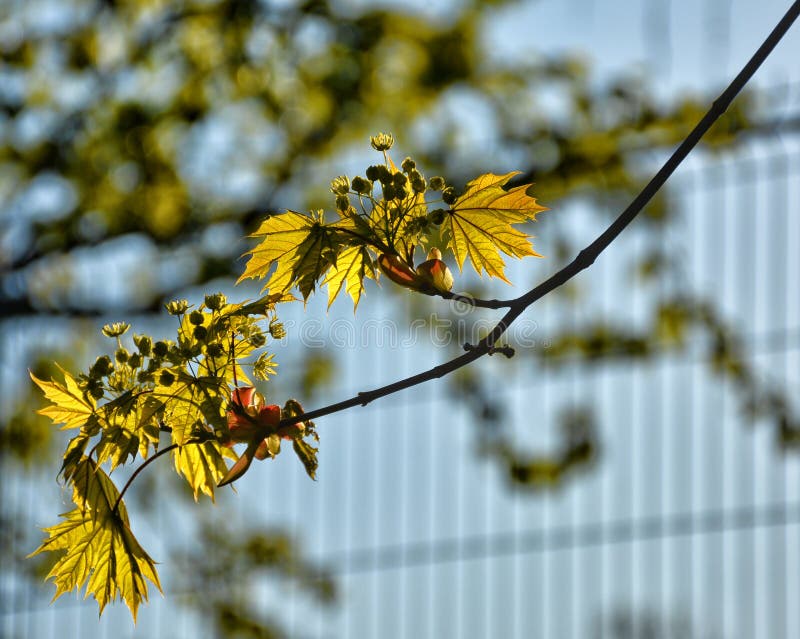 Groene Verf stock foto