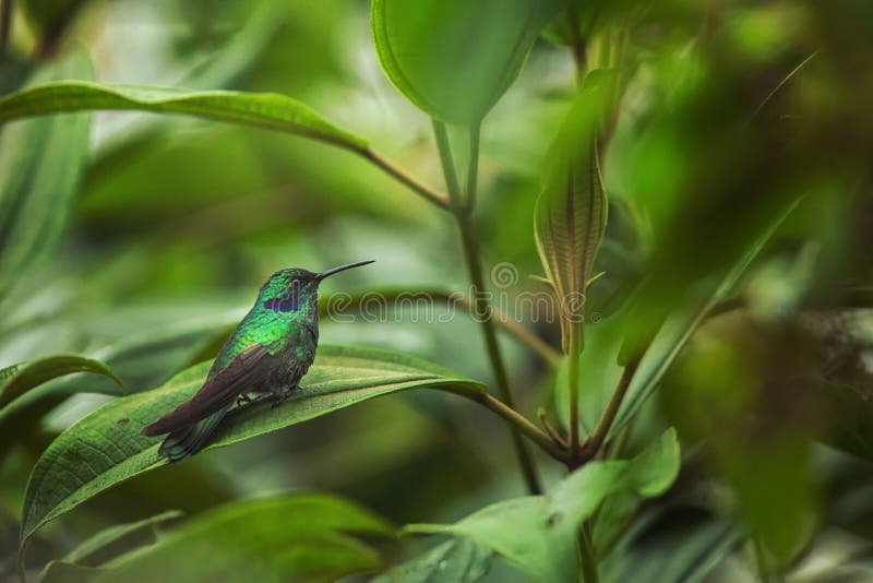 Groene violet-oorzitting op blad, kolibrie van tropisch bos, Ecuador die, vogel, uiterst kleine vogel die in regenwoud, duidelijk stock afbeeldingen Groene violet-oorzitting op blad, kolibrie van tropisch bos, Ecuador die, vogel, uiterst kleine vogel die in regenwoud, duidelijk stock afbeeldingen