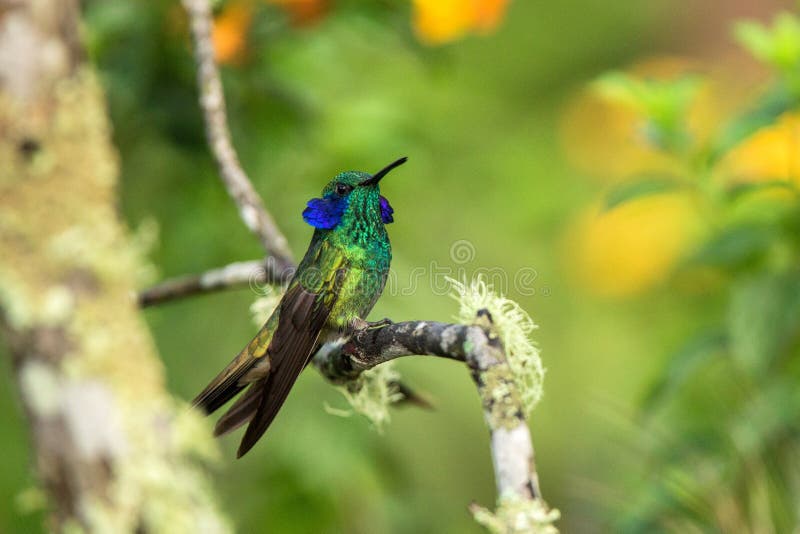 Groene violet-oorzitting op tak, kolibrie van tropisch bos, Ecuador die, vogel, uiterst kleine vogel die in regenwoud, duidelijk stock foto Groene violet-oorzitting op tak, kolibrie van tropisch bos, Ecuador die, vogel, uiterst kleine vogel die in regenwoud, duidelijk stock foto