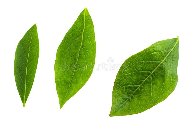 Groene vlooienbladeren van veenbessen met veenbessen in de voorzijde - Vaccinium corymbosum geïsoleerd royalty-vrije stock foto's Groene vlooienbladeren van veenbessen met veenbessen in de voorzijde - Vaccinium corymbosum geïsoleerd royalty-vrije stock foto's