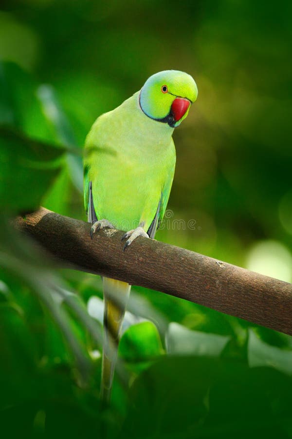 Groene vogel in de groene vegetatie Papegaaizitting op boomboomstam met nestgat Roze-geringde Parkiet, Psittacula-krameri, beauti stock afbeeldingen Groene vogel in de groene vegetatie Papegaaizitting op boomboomstam met nestgat Roze-geringde Parkiet, Psittacula-krameri, beauti stock afbeeldingen