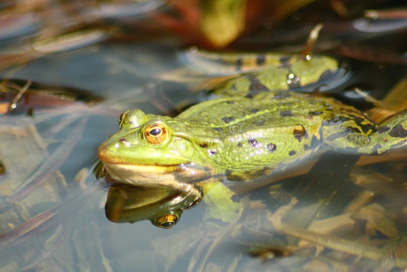 Groene waterkikker stock fotografie