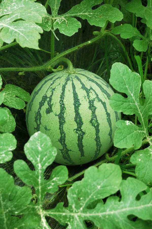 Groene watermeloen op een gebied