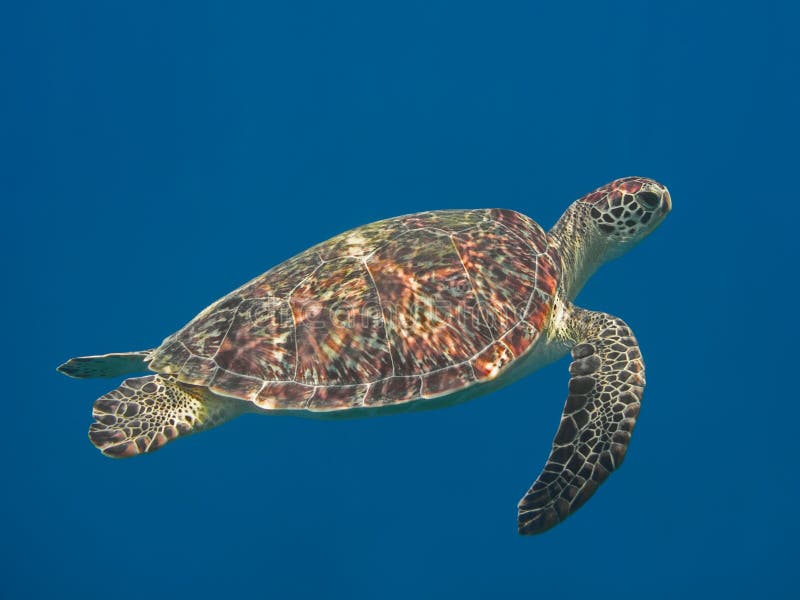 Green sea turtle in blue sea water, tropical tortoise swimming underwater. Green sea turtle in blue sea water, tropical tortoise swimming underwater