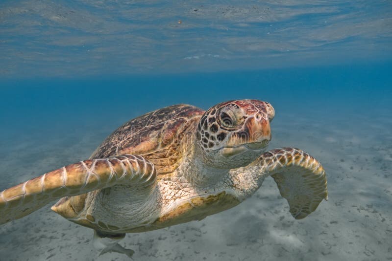 Groene zeeschildpad die in het tropische overzees dicht omhoog zwemmen stock foto Groene zeeschildpad die in het tropische overzees dicht omhoog zwemmen stock foto
