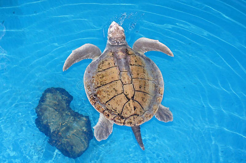 Green Sea turtle swimming above water for air. Green Sea turtle swimming above water for air