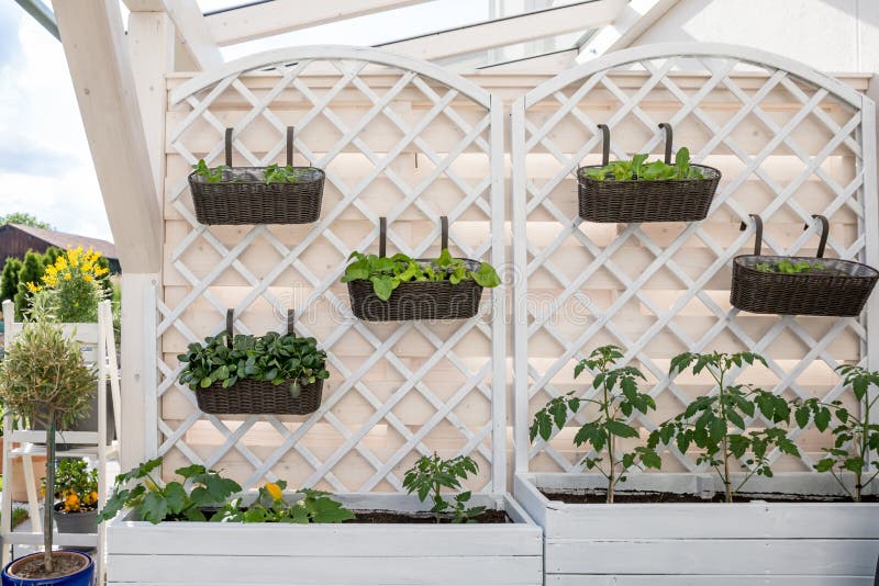Groenten en salade in decoratieve verticale tuin en opgeheven bed
