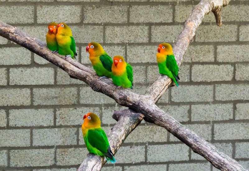 A group of lovebirds close together on a branch, tropical and colorful dwarf parrots from Africa. A group of lovebirds close together on a branch, tropical and colorful dwarf parrots from Africa