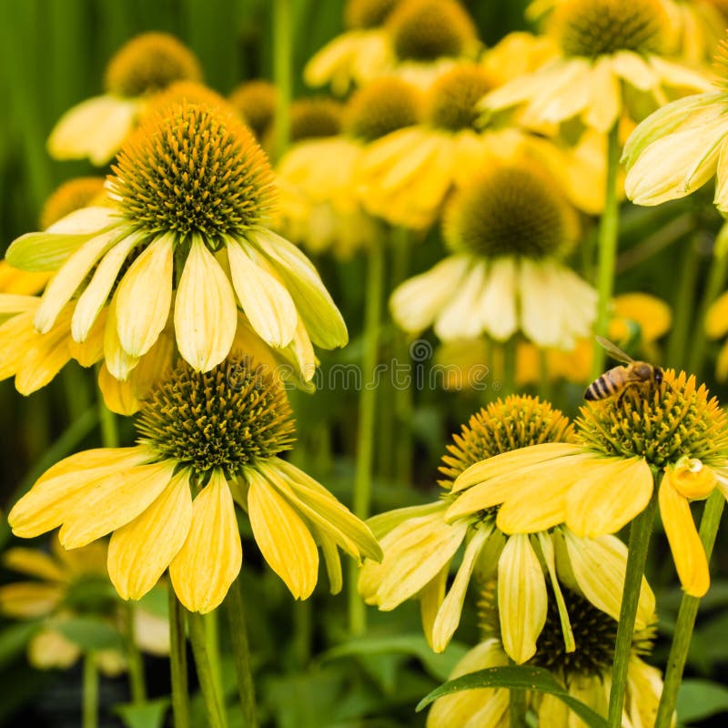 Groep gele Echinacea-bloemen royalty-vrije stock afbeelding Groep gele Echinacea-bloemen royalty-vrije stock afbeelding