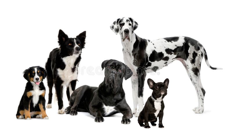Groep honden stock foto's Groep honden stock foto's