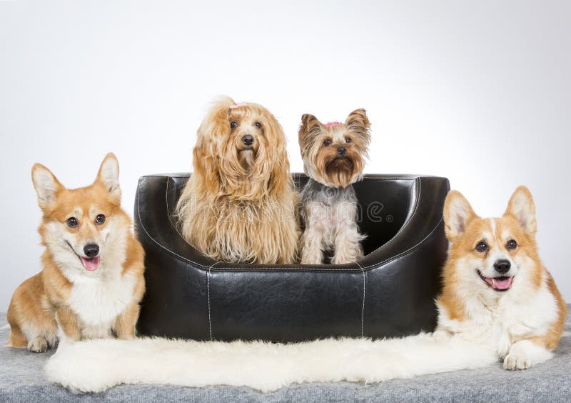 Groep honden royalty-vrije stock foto's Groep honden royalty-vrije stock foto's