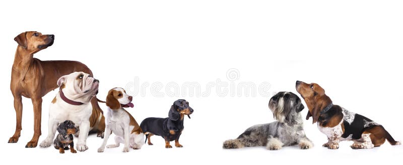 Groep honden