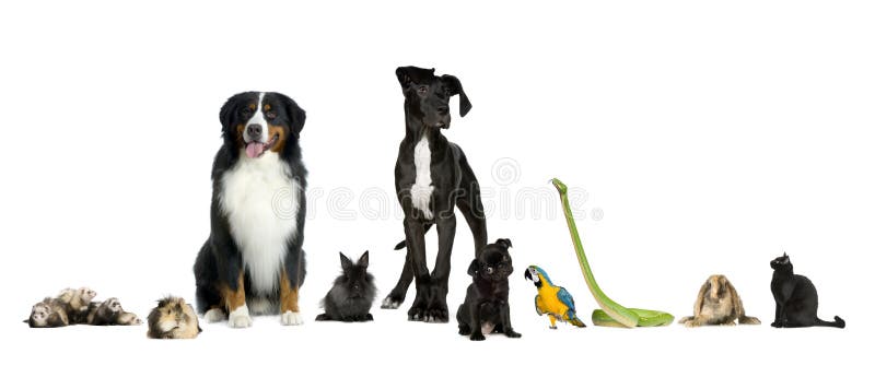 Groep huisdieren - Hond, kat, vogel, reptiel, konijn, F royalty-vrije stock fotografie Groep huisdieren - Hond, kat, vogel, reptiel, konijn, F royalty-vrije stock fotografie