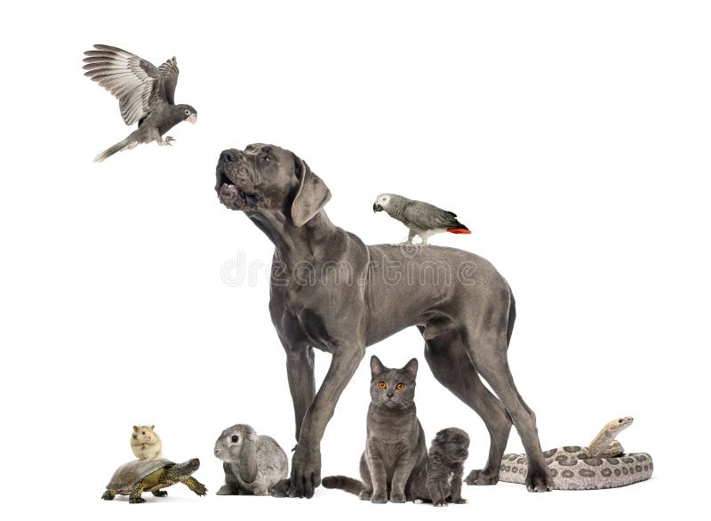 Groep huisdieren - Hond, kat, vogel, reptiel, konijn stock foto Groep huisdieren - Hond, kat, vogel, reptiel, konijn stock foto