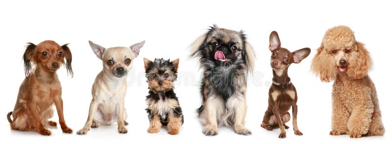 Groep jonge honden royalty-vrije stock afbeeldingen Groep jonge honden royalty-vrije stock afbeeldingen