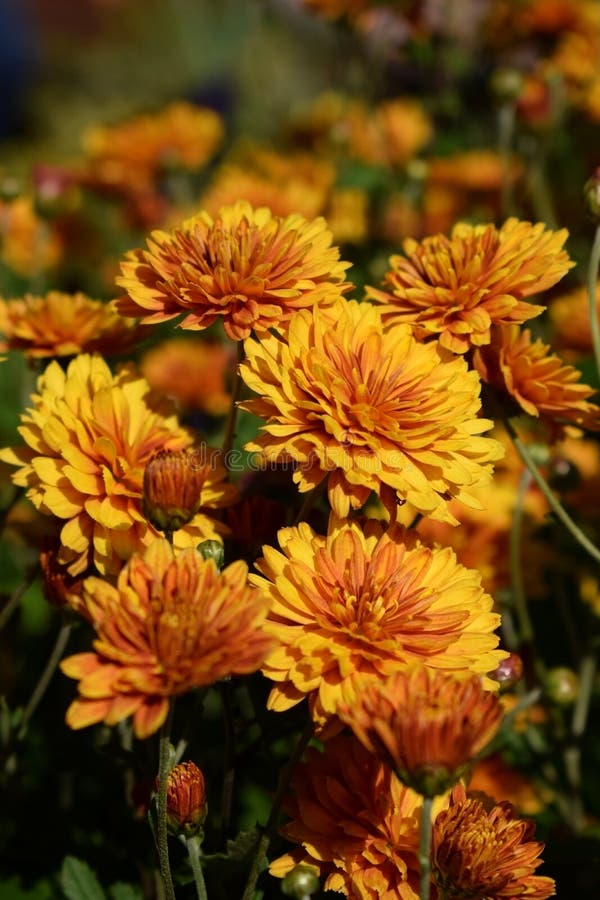 Groep oranje die chrysanten door de zon worden verlicht stock afbeelding Groep oranje die chrysanten door de zon worden verlicht stock afbeelding