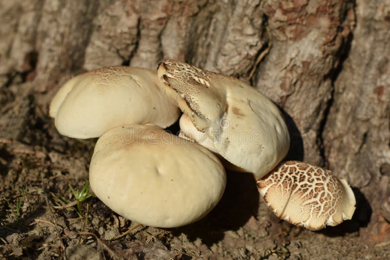 Groep paddestoelen door de boom royalty-vrije stock afbeelding Groep paddestoelen door de boom royalty-vrije stock afbeelding