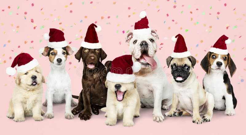 Groep puppy die Kerstmishoeden dragen stock fotografie Groep puppy die Kerstmishoeden dragen stock fotografie