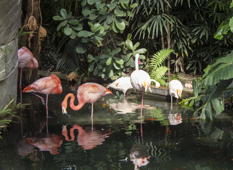Groep roze flamingo's in Parc Phoenix in Nice, Frankrijk stock foto Groep roze flamingo's in Parc Phoenix in Nice, Frankrijk stock foto