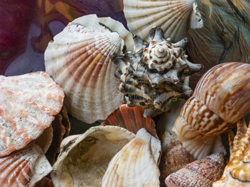 Groep shells in een glaskom, in een overzees huis wordt verfraaid dat royalty-vrije stock afbeeldingen Groep shells in een glaskom, in een overzees huis wordt verfraaid dat royalty-vrije stock afbeeldingen