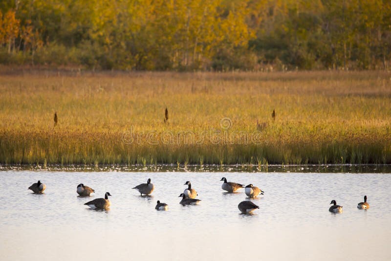 Groep van Canada die in het ondiepe water van de Gros-Cacouna-Marsh wast of drijft stock fotografie Groep van Canada die in het ondiepe water van de Gros-Cacouna-Marsh wast of drijft stock fotografie