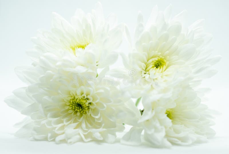 Groep van vier witte hoofden van de chrysantenbloem met lichtgroene centra stock afbeeldingen Groep van vier witte hoofden van de chrysantenbloem met lichtgroene centra stock afbeeldingen