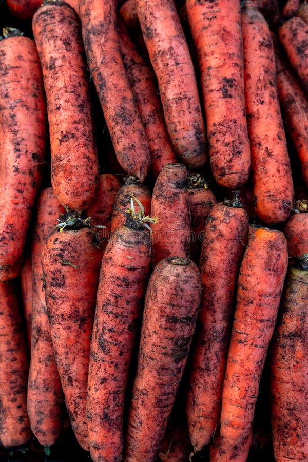 Groep vieze, rauwe oranje wortelen, vers, op het veld verzameld op de ecologische boerderij, de markt van het zomerbakje vol biol stock afbeeldingen Groep vieze, rauwe oranje wortelen, vers, op het veld verzameld op de ecologische boerderij, de markt van het zomerbakje vol biol stock afbeeldingen
