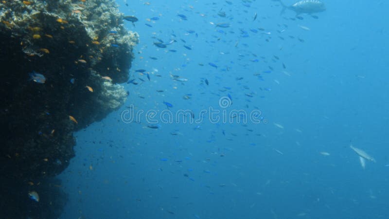 Groep vissen op het diepe blauwe overzees