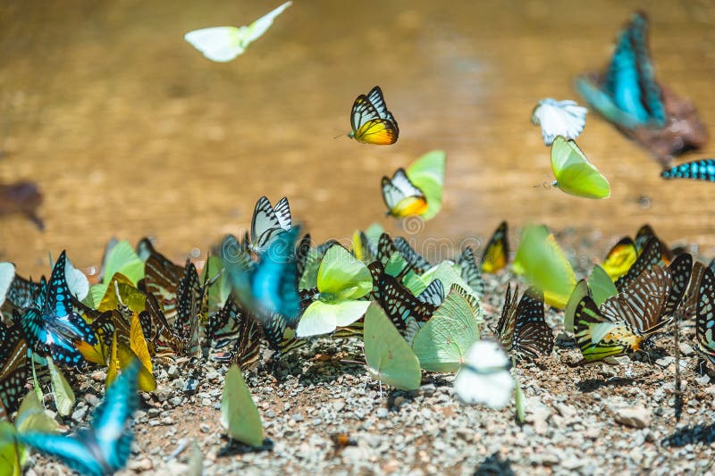 Group of butterflies puddling on the ground and flying in nature, Thailand Butterflies swarm eats minerals in Ban Krang Camp, Kaeng Krachan National Park at Thailand. Group of butterflies puddling on the ground and flying in nature, Thailand Butterflies swarm eats minerals in Ban Krang Camp, Kaeng Krachan National Park at Thailand