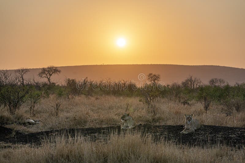 Groep vrouwelijke leeuwen in zonsopgang in krugerpark Zuid-afrika stock foto's Groep vrouwelijke leeuwen in zonsopgang in krugerpark Zuid-afrika stock foto's
