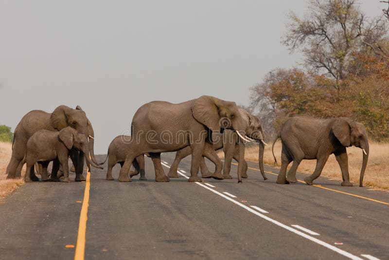 Groep wilde olifanten in Zuid-Afrika. stock afbeelding Groep wilde olifanten in Zuid-Afrika. stock afbeelding