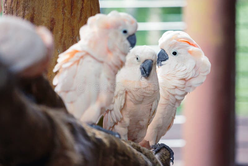 Groep witte papegaaien stock foto Groep witte papegaaien stock foto