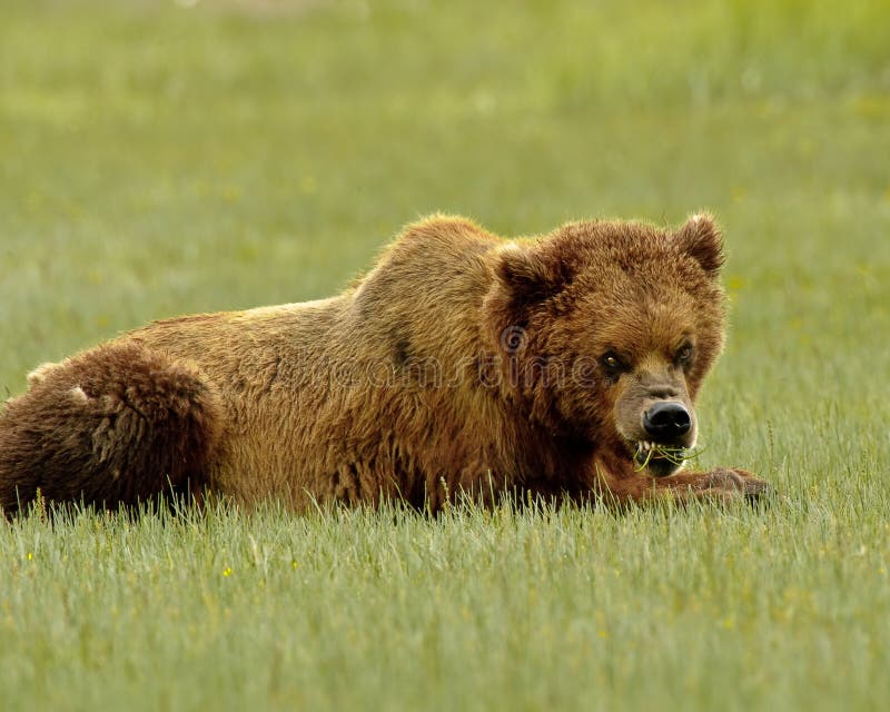 A feeding Alaskan Grizzly Bear snarling and growling. A feeding Alaskan Grizzly Bear snarling and growling