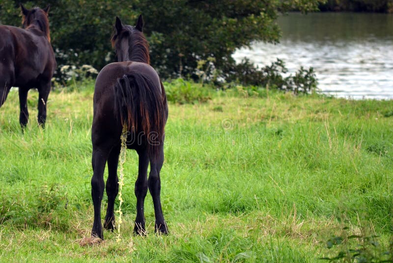 Groninger purebred horse peeing