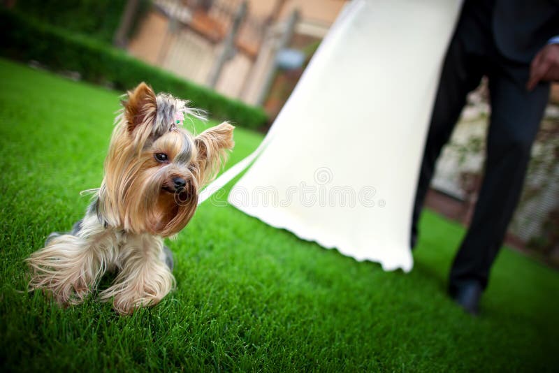 Groom and bride during wedding ceremony. Wedding couple at outdoor wedding ceremony with their lovely little dog yorkshire terrier. Groom and bride during wedding ceremony. Wedding couple at outdoor wedding ceremony with their lovely little dog yorkshire terrier