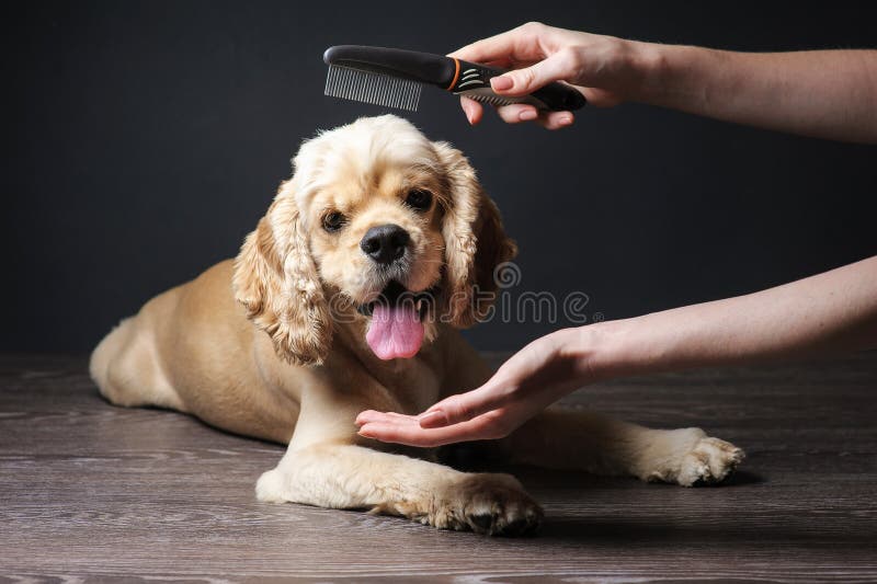 20 Best Cocker Spaniel Haircuts for Your Puppy – The Paws | Cocker spaniel  haircut, Cocker spaniel, Dog grooming